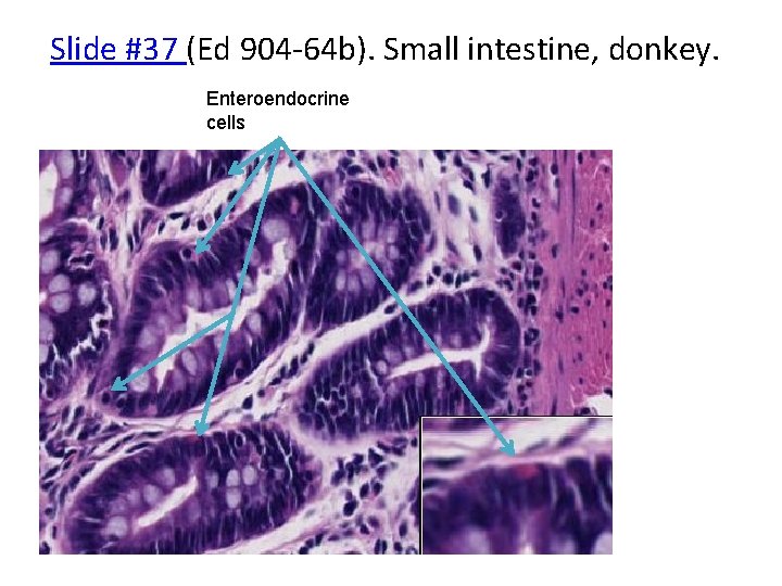 Slide #37 (Ed 904‐ 64 b). Small intestine, donkey. Enteroendocrine cells 