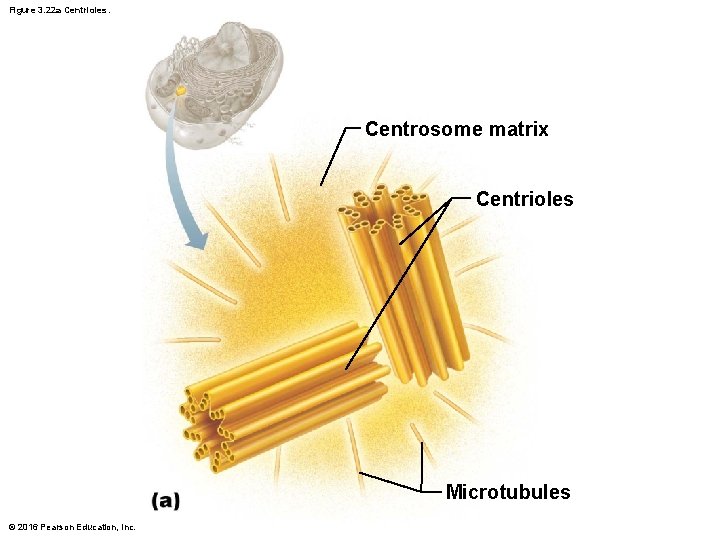 Figure 3. 22 a Centrioles. Centrosome matrix Centrioles Microtubules © 2016 Pearson Education, Inc.