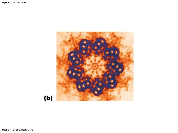 Figure 3. 22 b Centrioles. © 2016 Pearson Education, Inc. 