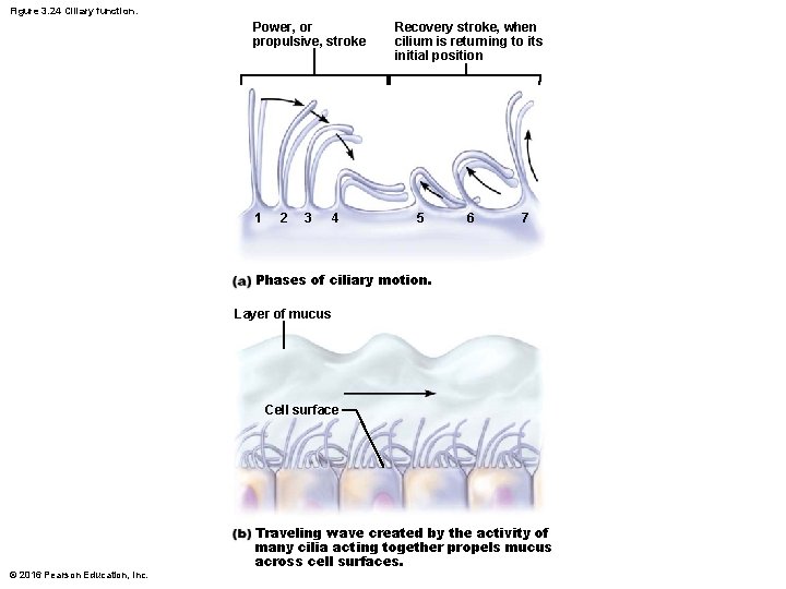 Figure 3. 24 Ciliary function. Power, or propulsive, stroke 1 2 3 4 Recovery