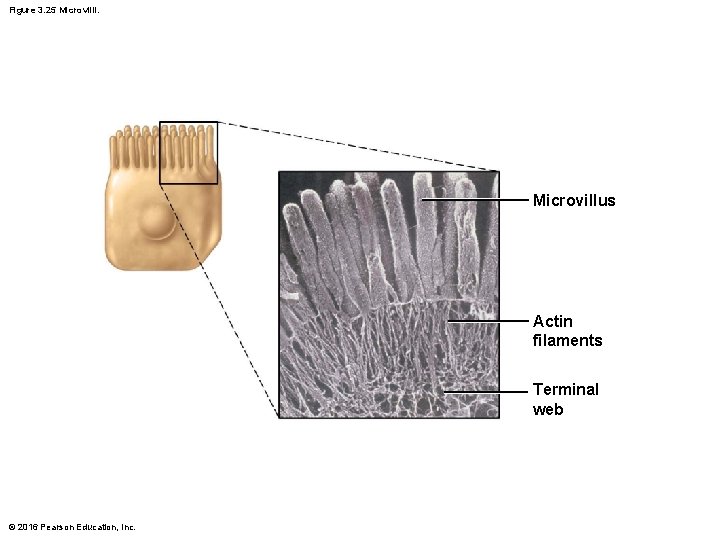 Figure 3. 25 Microvilli. Microvillus Actin filaments Terminal web © 2016 Pearson Education, Inc.