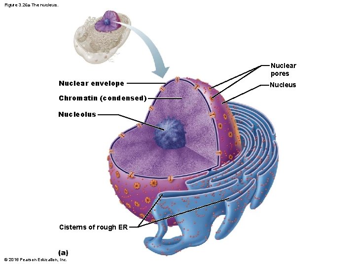 Figure 3. 26 a The nucleus. Nuclear pores Nuclear envelope Chromatin (condensed) Nucleolus Cisterns