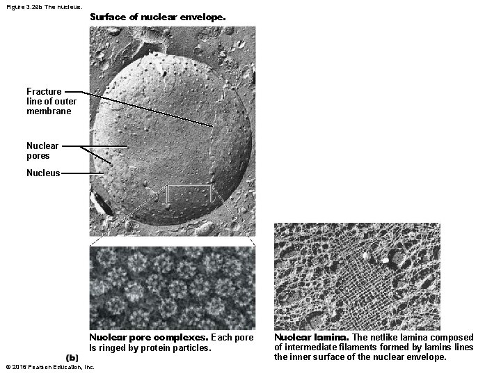 Figure 3. 26 b The nucleus. Surface of nuclear envelope. Fracture line of outer