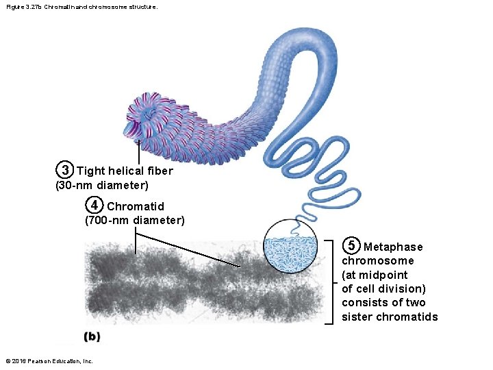 Figure 3. 27 b Chromatin and chromosome structure. 3 Tight helical fiber (30 nm