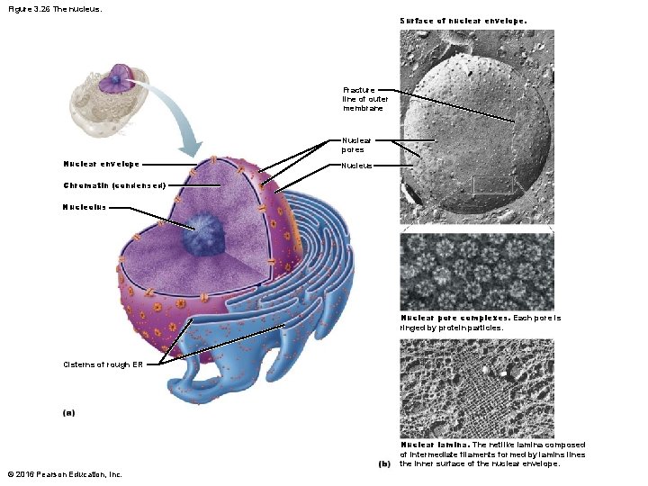 Figure 3. 26 The nucleus. Surface of nuclear envelope. Fracture line of outer membrane