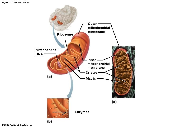 Figure 3. 15 Mitochondrion. Ribosome Outer mitochondrial membrane Mitochondrial DNA Inner mitochondrial membrane Cristae