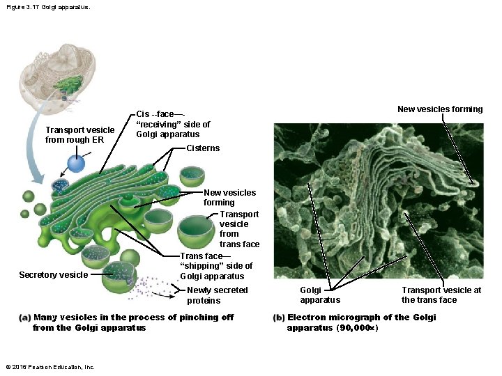 Figure 3. 17 Golgi apparatus. Transport vesicle from rough ER Secretory vesicle Cisterns New