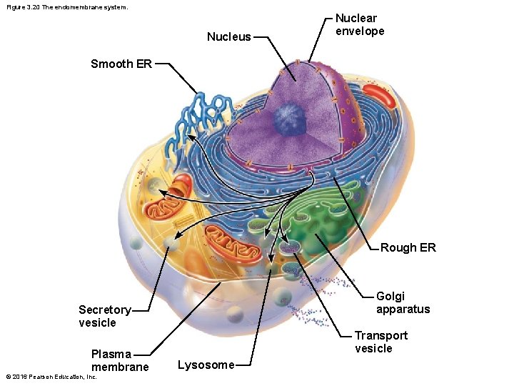 Figure 3. 20 The endomembrane system. Nucleus Nuclear envelope Smooth ER Rough ER Golgi