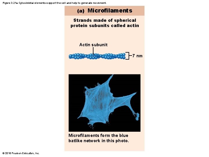 Figure 3. 21 a Cytoskeletal elements support the cell and help to generate movement.