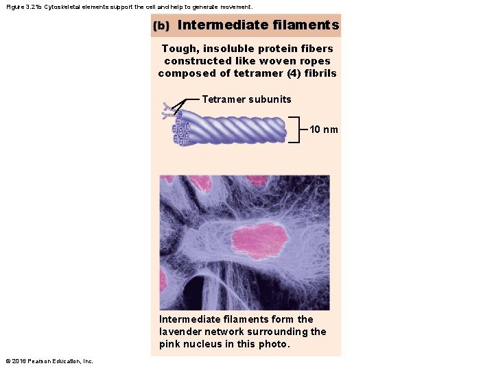 Figure 3. 21 b Cytoskeletal elements support the cell and help to generate movement.