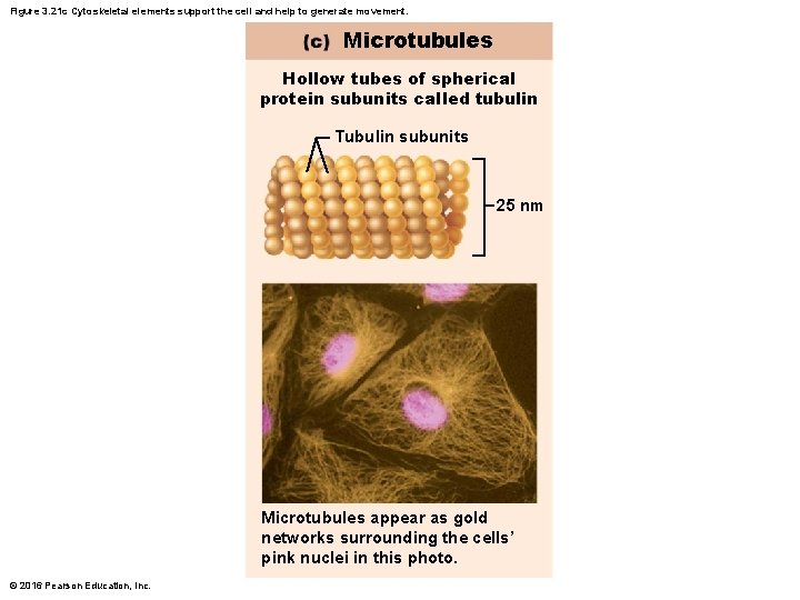 Figure 3. 21 c Cytoskeletal elements support the cell and help to generate movement.