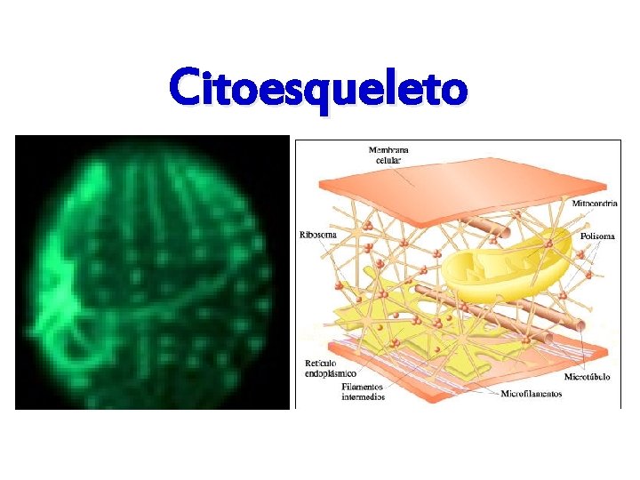 Citoesqueleto 