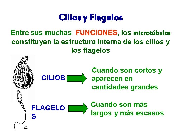 Cilios y Flagelos Entre sus muchas FUNCIONES, los microtúbulos constituyen la estructura interna de