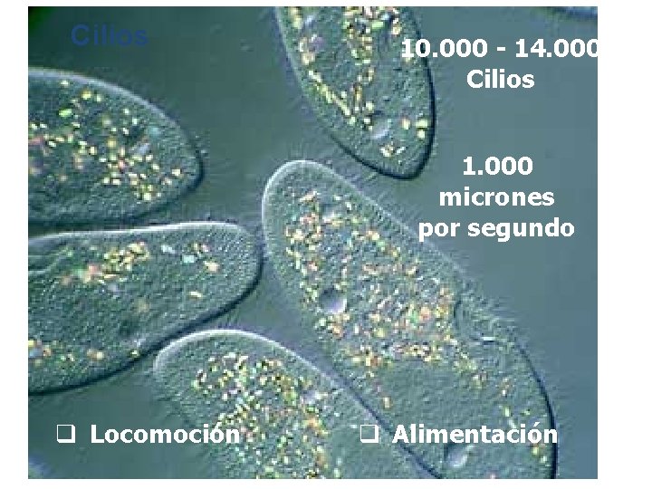 Cilios 10. 000 - 14. 000 Cilios 1. 000 micrones por segundo q Locomoción