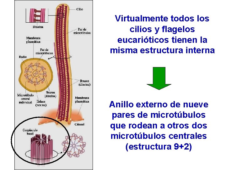 Virtualmente todos los cilios y flagelos eucarióticos tienen la misma estructura interna Anillo externo