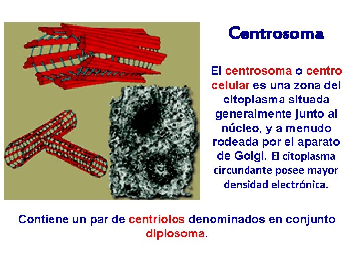 Centrosoma El centrosoma o centro celular es una zona del citoplasma situada generalmente junto