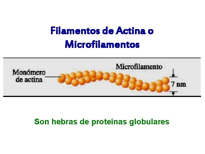 Filamentos de Actina o Microfilamentos Son hebras de proteínas globulares 