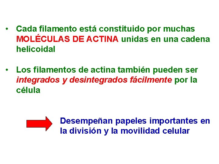  • Cada filamento está constituido por muchas MOLÉCULAS DE ACTINA unidas en una