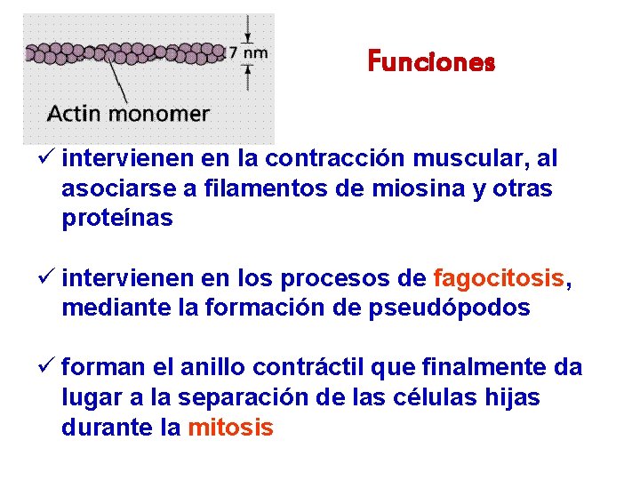 Funciones ü intervienen en la contracción muscular, al asociarse a filamentos de miosina y