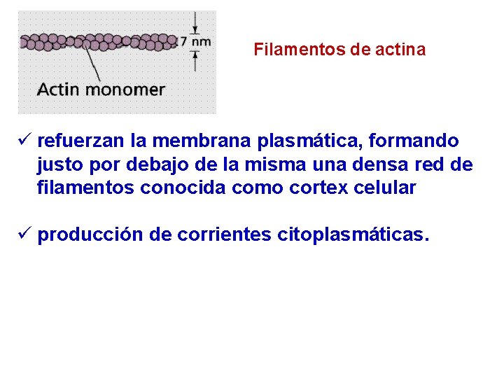 Filamentos de actina ü refuerzan la membrana plasmática, formando justo por debajo de la