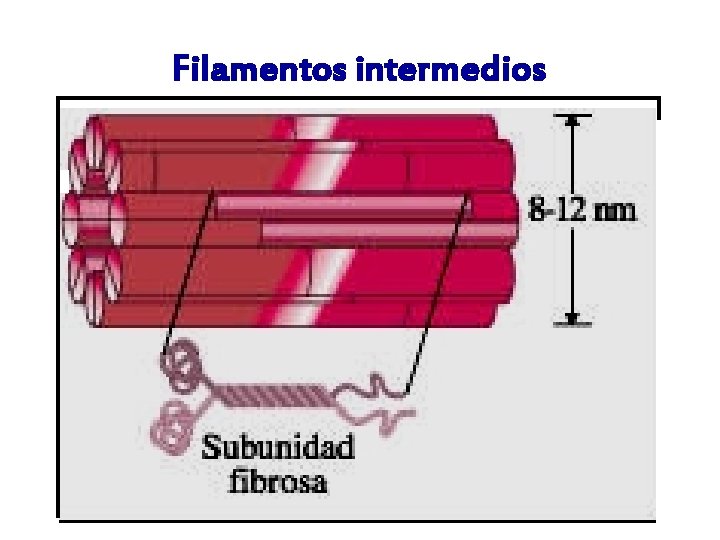 Filamentos intermedios 