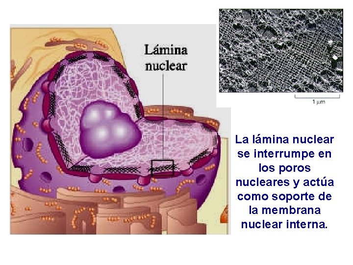 La lámina nuclear se interrumpe en los poros nucleares y actúa como soporte de