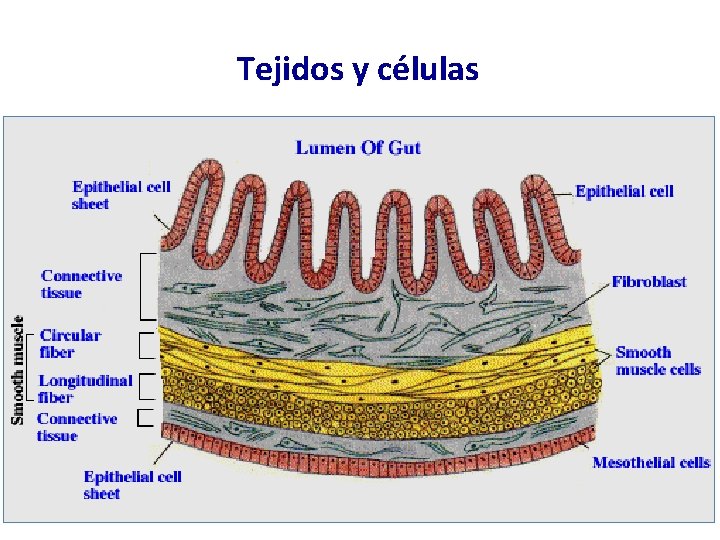 Tejidos y células 