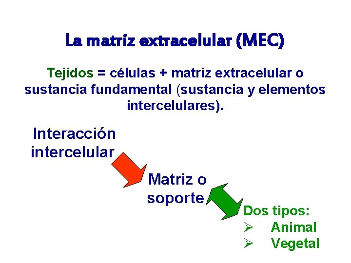 La matriz extracelular (MEC) Tejidos = células + matriz extracelular o sustancia fundamental (sustancia