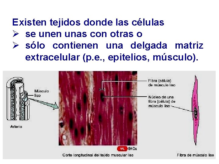 Existen tejidos donde las células Ø se unen unas con otras o Ø sólo