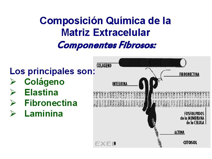 Composición Química de la Matriz Extracelular Componentes Fibrosos: Los principales son: Ø Colágeno Ø