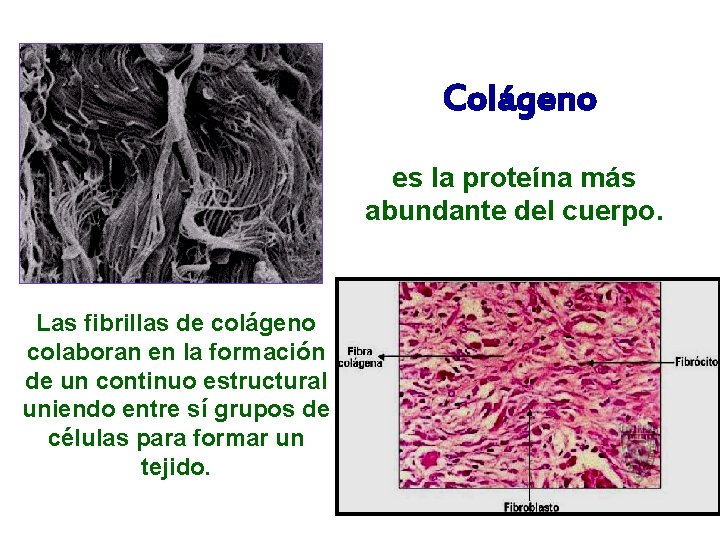 Colágeno es la proteína más abundante del cuerpo. Las fibrillas de colágeno colaboran en