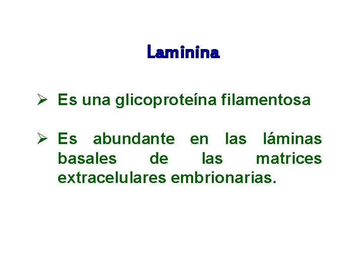 Laminina Ø Es una glicoproteína filamentosa Ø Es abundante en las láminas basales de