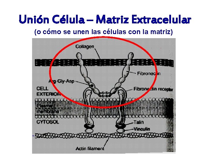  Unión Célula – Matriz Extracelular (o cómo se unen las células con la