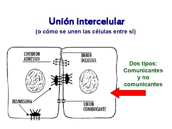  Unión intercelular (o cómo se unen las células entre sí) Dos tipos: Comunicantes