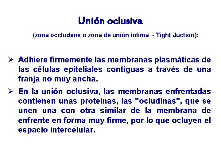 Unión oclusiva (zona occludens o zona de unión íntima - Tight Juction): Ø Adhiere