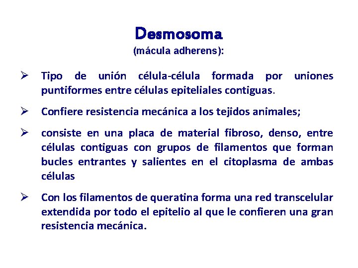 Desmosoma (mácula adherens): Ø Tipo de unión célula-célula formada por uniones puntiformes entre células