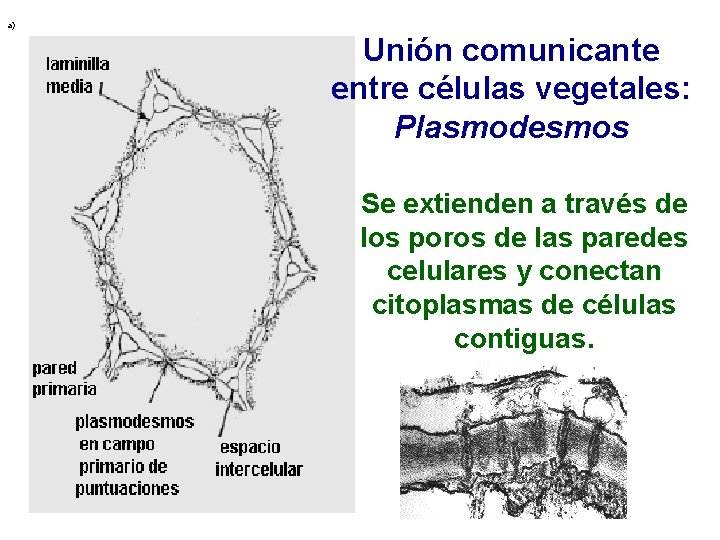 a) Unión comunicante entre células vegetales: Plasmodesmos Se extienden a través de los poros