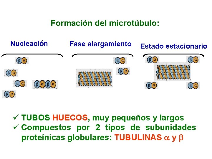 Formación del microtúbulo: Nucleación Fase alargamiento Estado estacionario ü TUBOS HUECOS, muy pequeños y