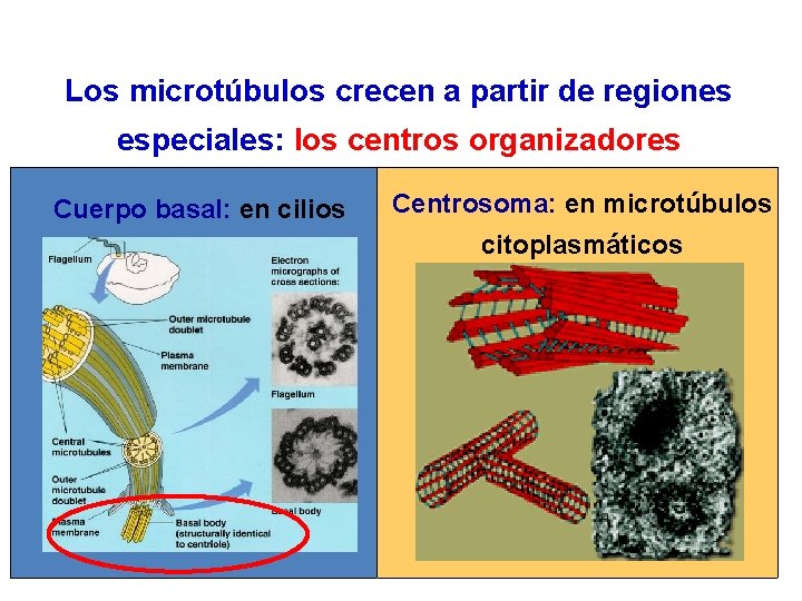 Los microtúbulos crecen a partir de regiones especiales: los centros organizadores Cuerpo basal: en