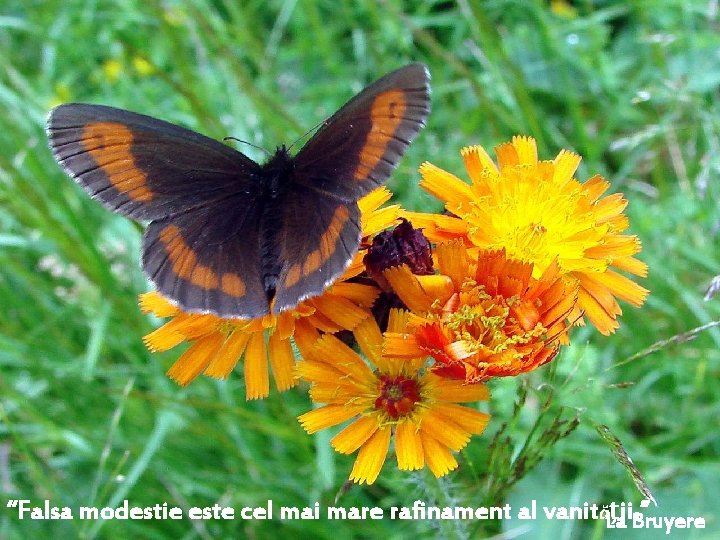 “Falsa modestie este cel mai mare rafinament al vanităLa ţii. ” Bruyere 