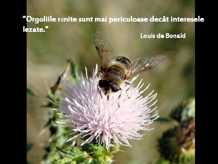 “Orgoliile rănite sunt mai periculoase decât interesele lezate. ” Louis de Bonald 