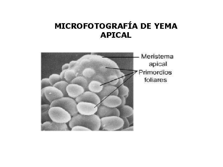 MICROFOTOGRAFÍA DE YEMA APICAL 