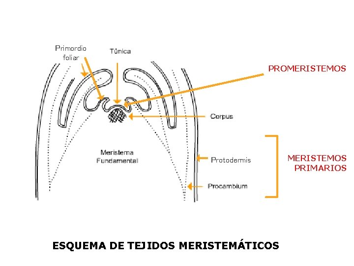 Primordio foliar PROMERISTEMOS Protodermis ESQUEMA DE TEJIDOS MERISTEMÁTICOS MERISTEMOS PRIMARIOS 