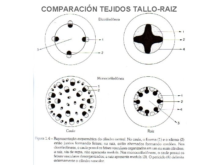 COMPARACIÓN TEJIDOS TALLO-RAIZ 