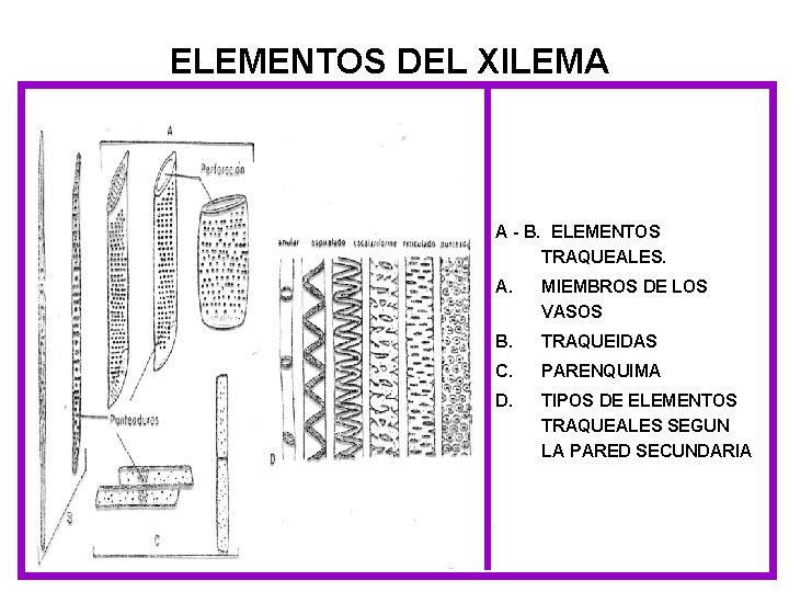 ELEMENTOS DEL XILEMA A - B. ELEMENTOS TRAQUEALES. A. MIEMBROS DE LOS VASOS B.