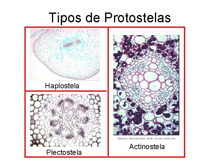 Tipos de Protostelas Haplostela Plectostela Actinostela 