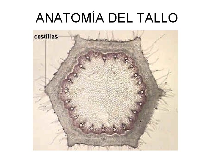 ANATOMÍA DEL TALLO 