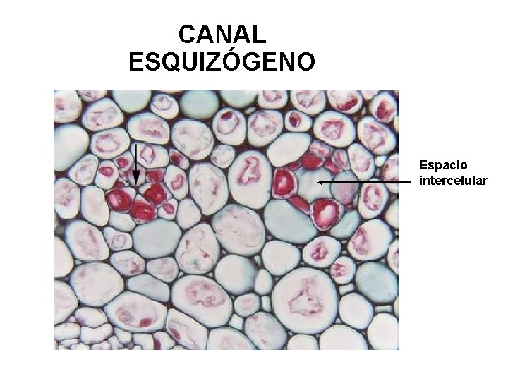 CANAL ESQUIZÓGENO Espacio intercelular 