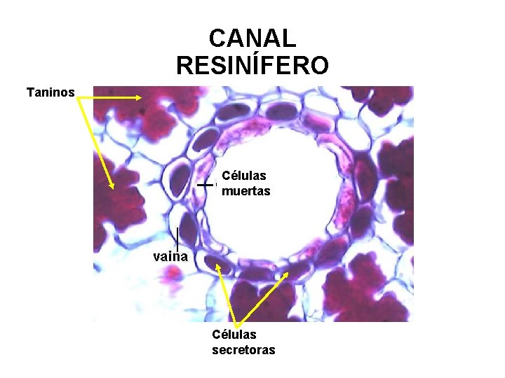 CANAL RESINÍFERO Taninos Células muertas Células secretoras 