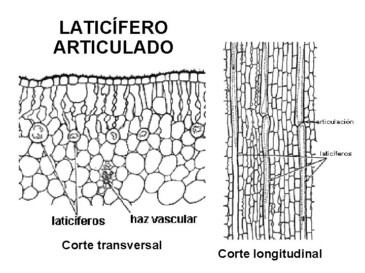 LATICÍFERO ARTICULADO Corte transversal Corte longitudinal 